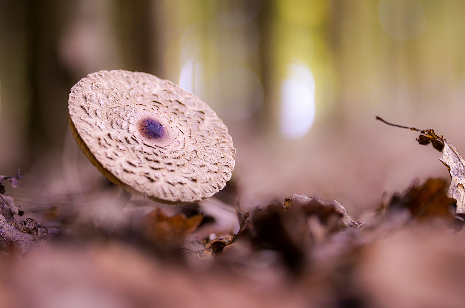 Parasol