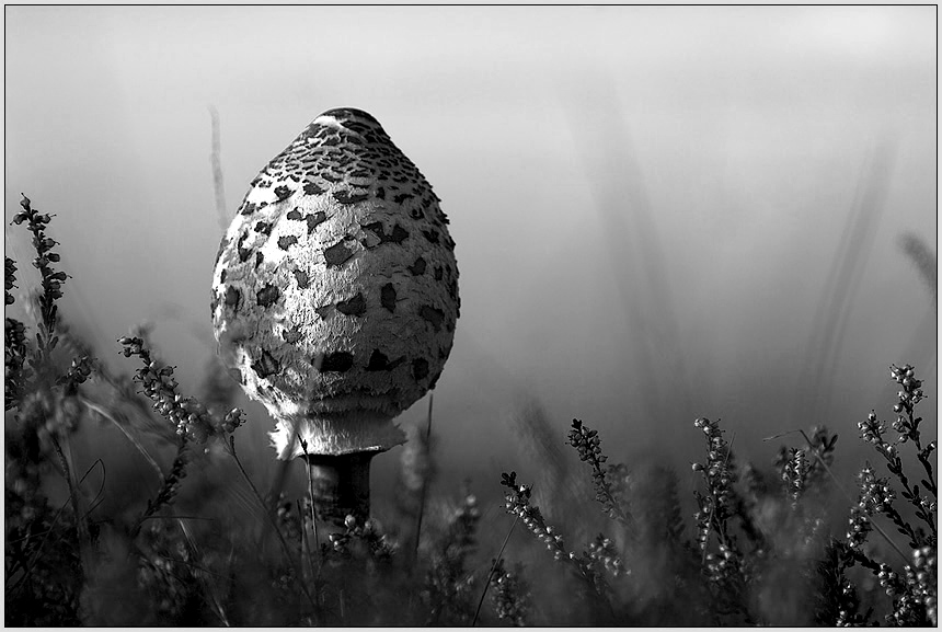 Parasol von Klaus A.