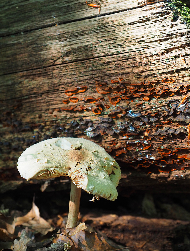 Parasol