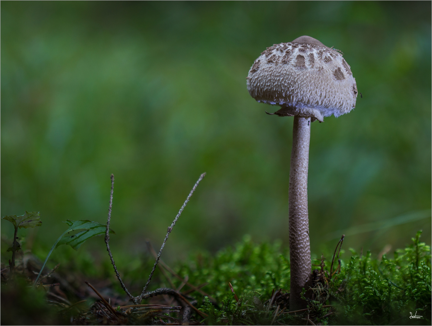 Parasol