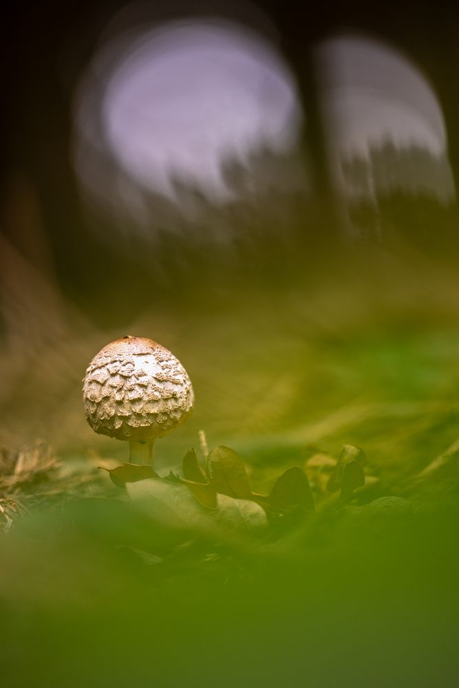 Parasol