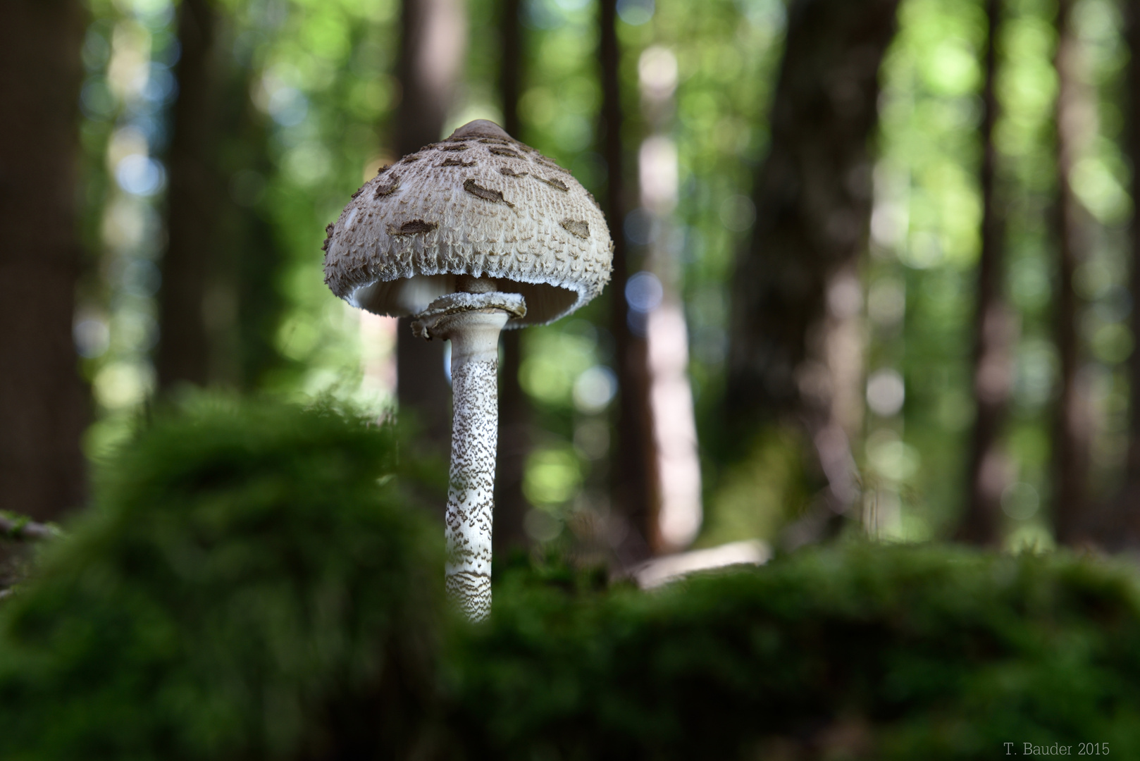 Parasol Foto & Bild | pflanzen, pilze & flechten, pilze & flechten ...