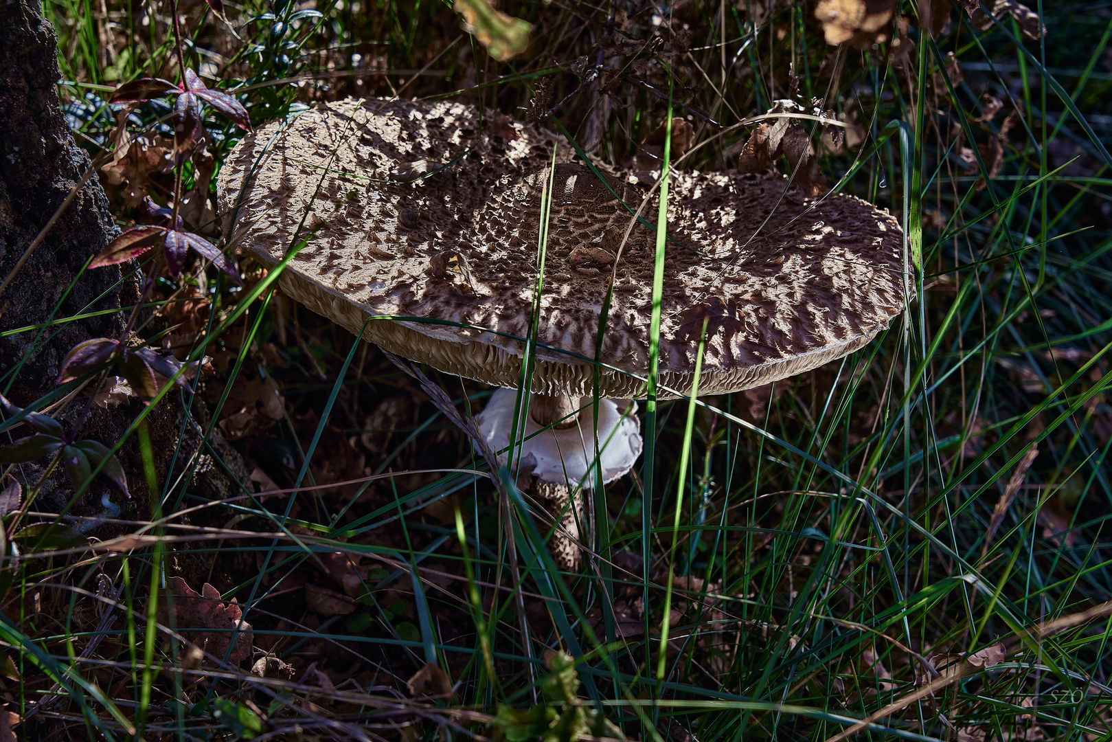 Parasol