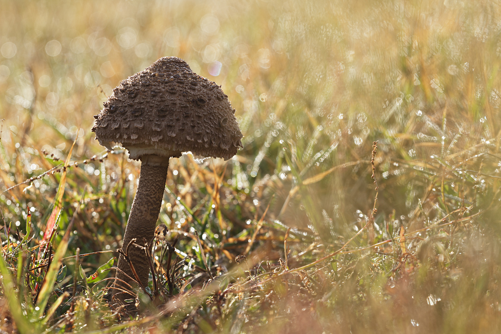 Parasol