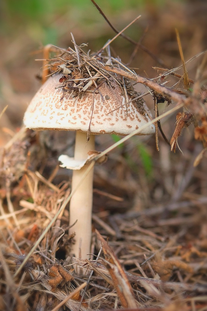 Parasol