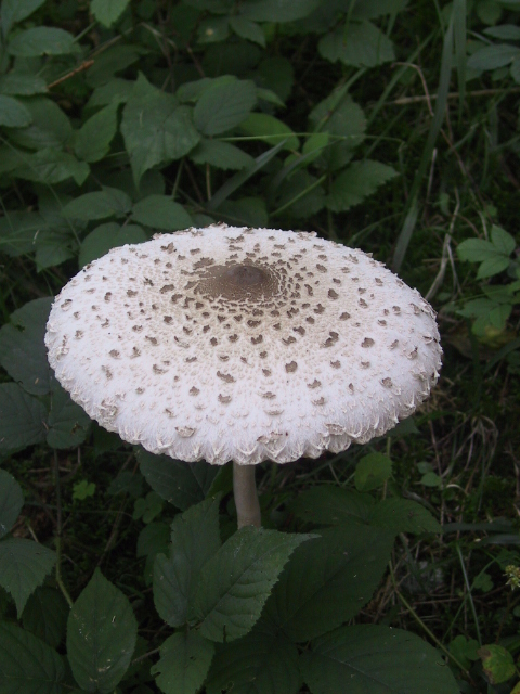 Parasol