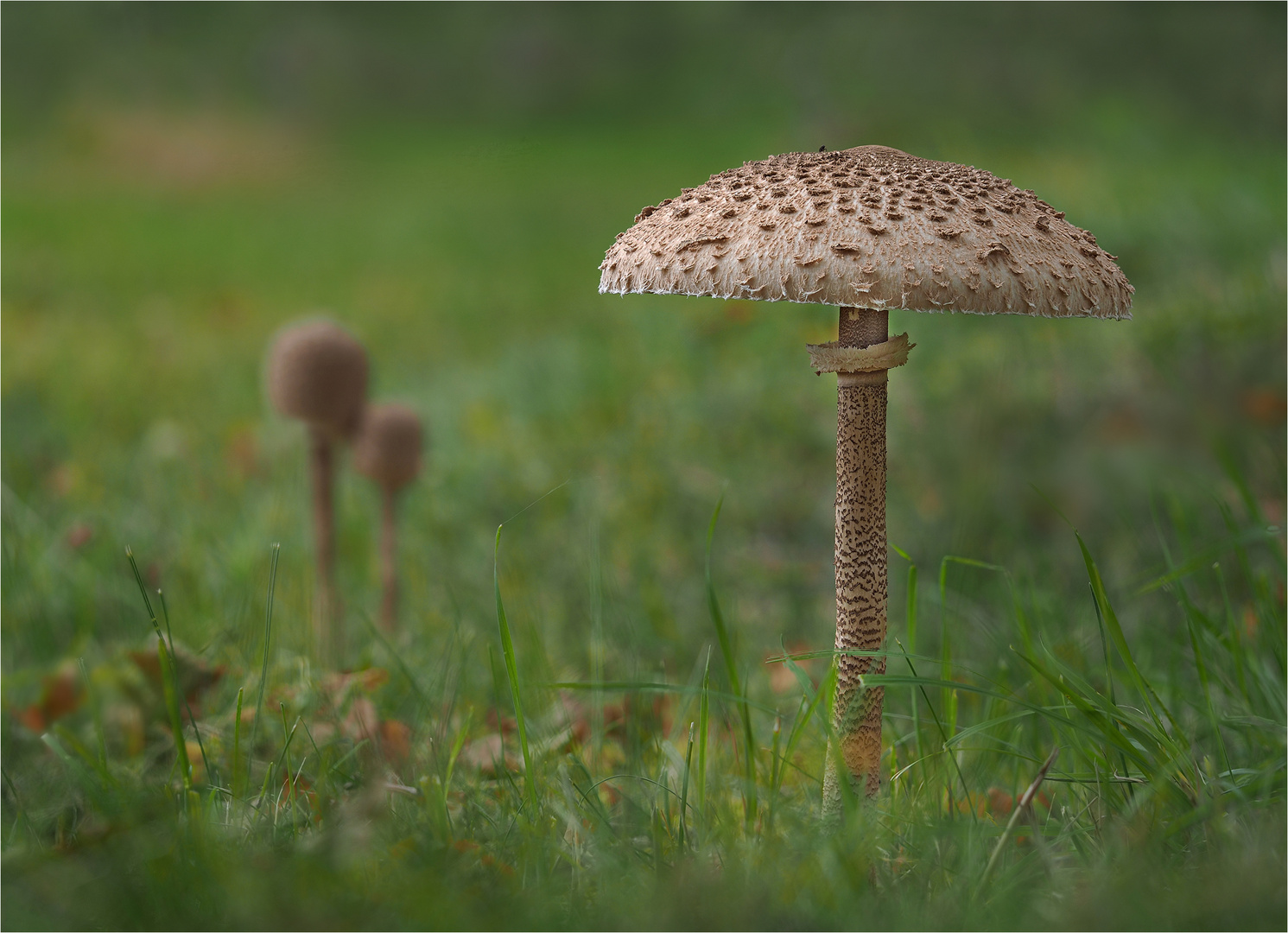 Parasol