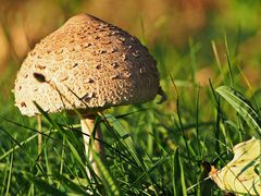 Parasol im Abendlicht