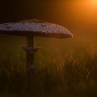 Parasol im Abendlicht