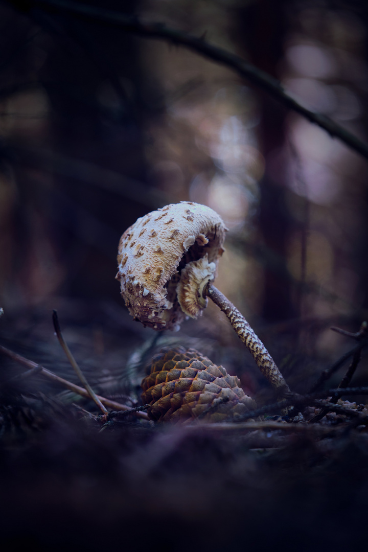 Parasol im dunklen Tannenwald