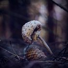 Parasol im dunklen Tannenwald