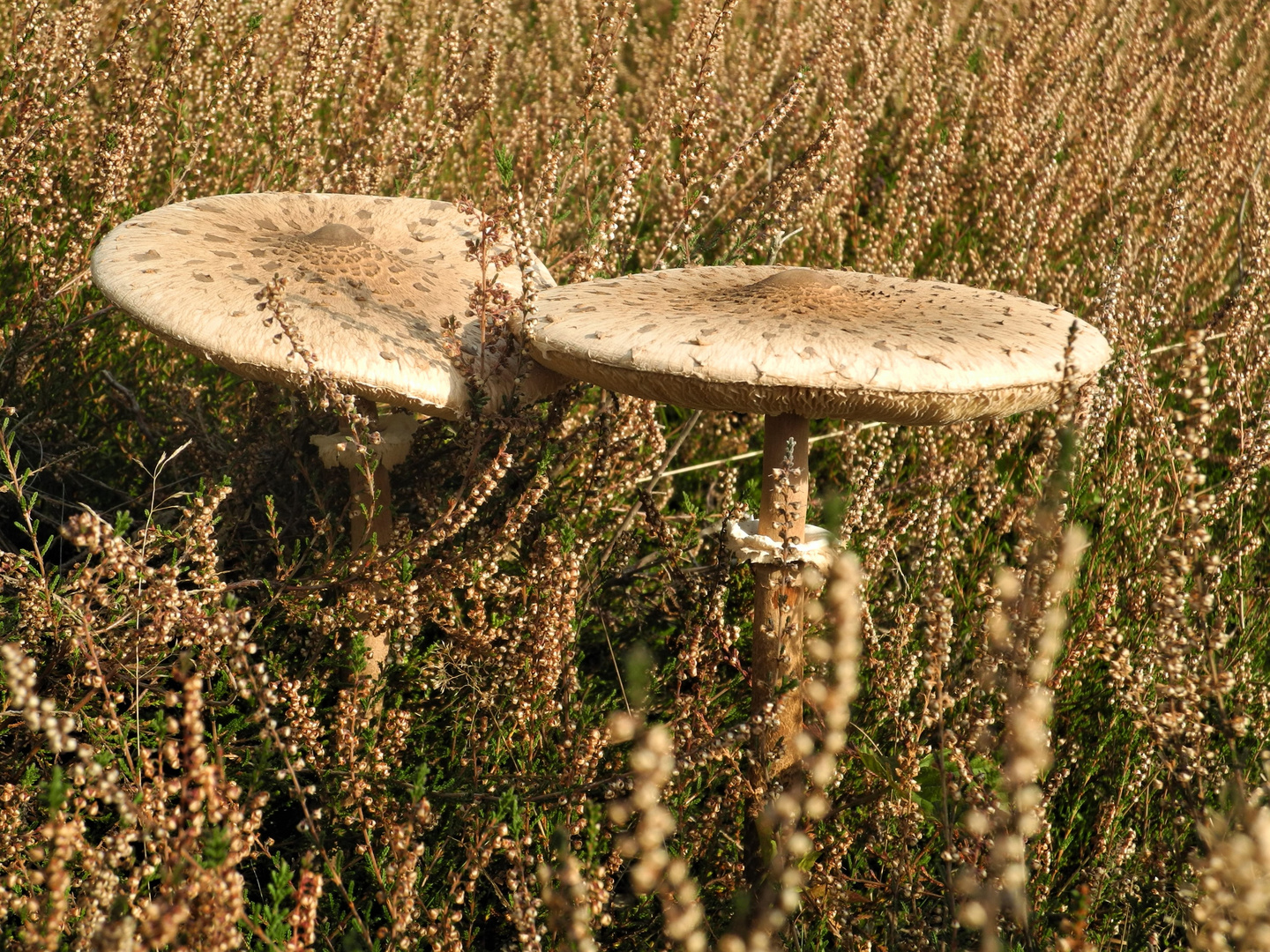 Parasol im Heidekraut