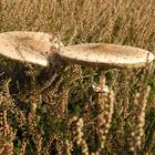 Parasol im Heidekraut