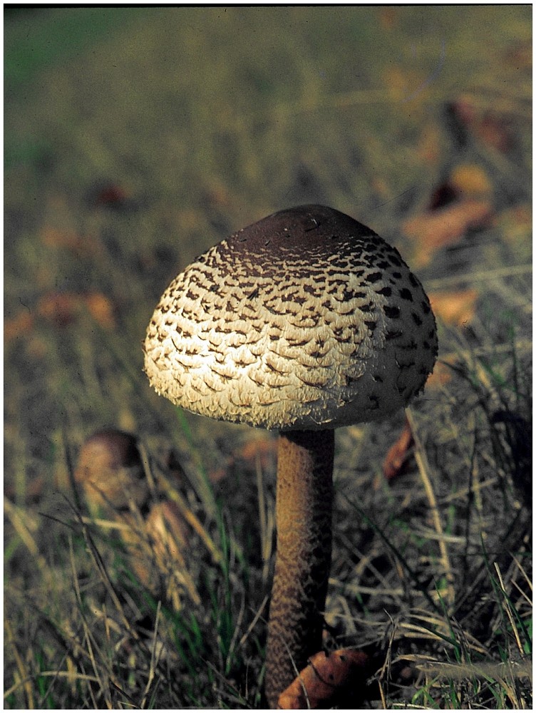 Parasol im Herbst