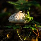 Parasol im Morgenlicht