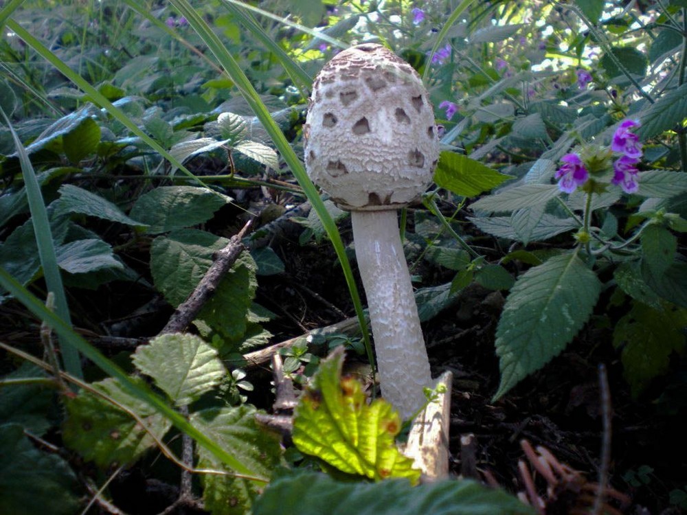 Parasol im Wienerwald