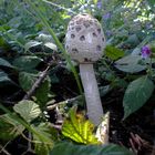 Parasol im Wienerwald