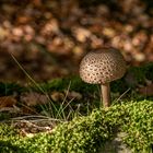 Parasol (jung ?) im Abendlicht