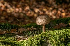 Parasol (jung ?) im Abendlicht