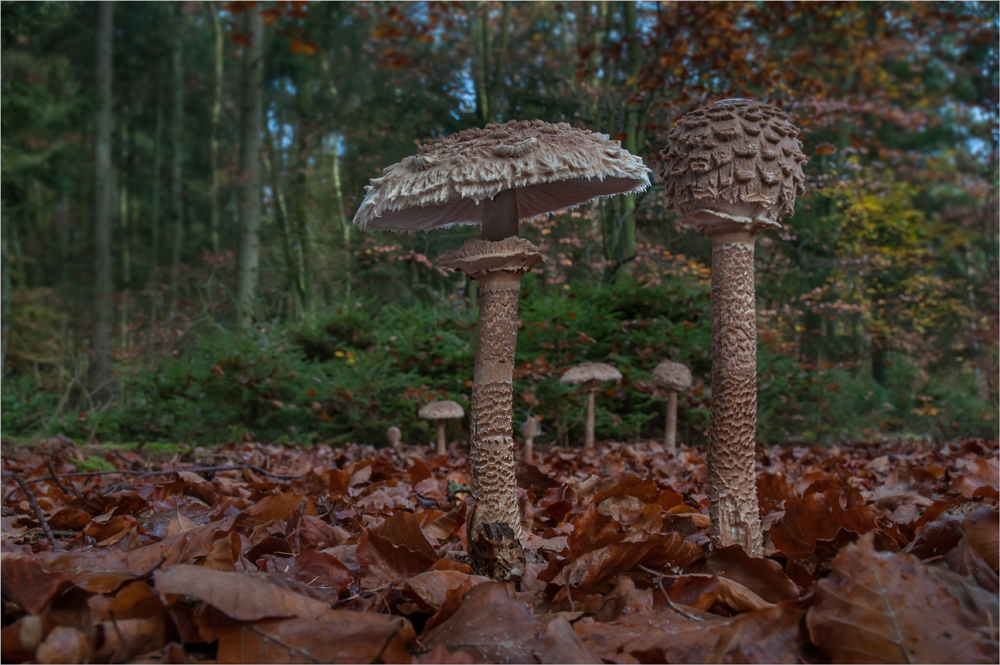 Parasol- Landschaft