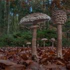 Parasol- Landschaft