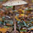 Parasol (Macrolepiota procera)