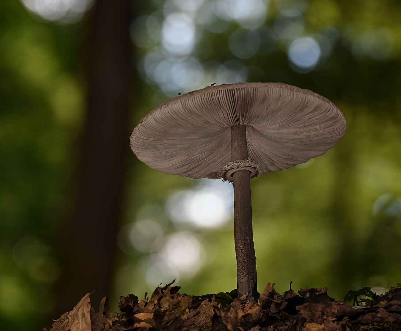 Parasol (Macrolepiota procera)