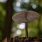 Parasol (Macrolepiota procera)