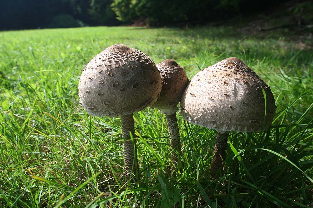 Parasol (Macrolepiota procera)