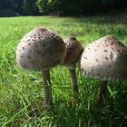 Parasol (Macrolepiota procera)