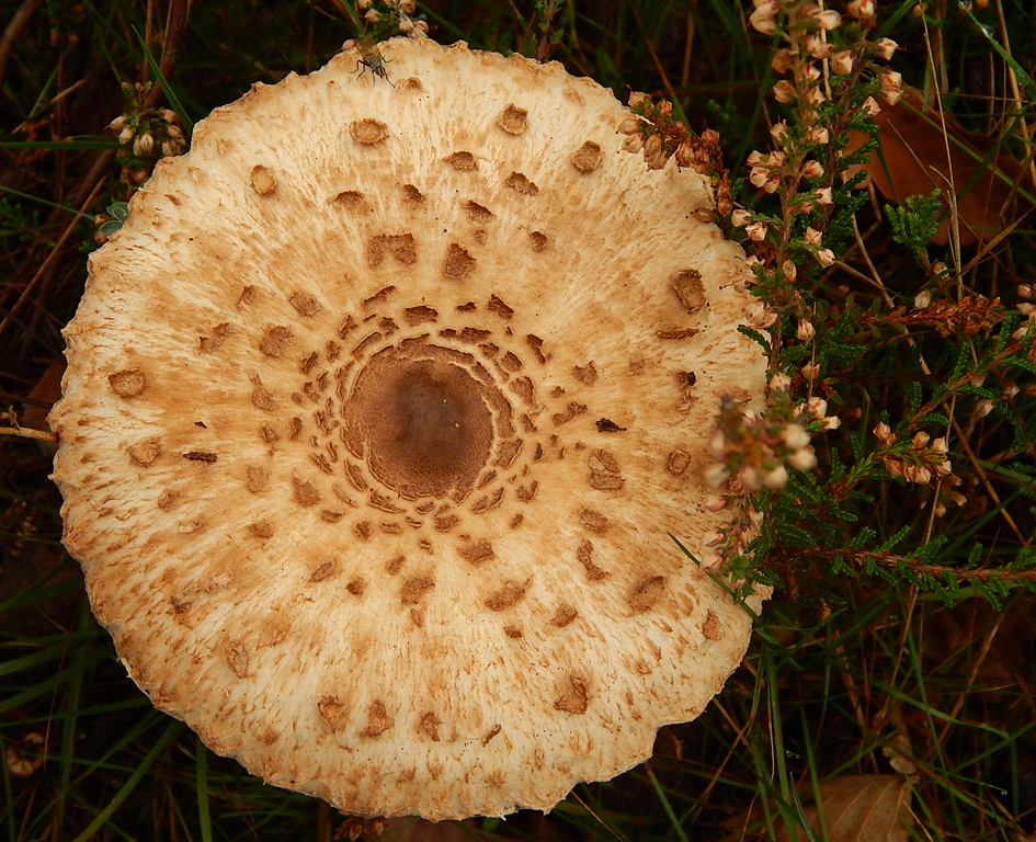 Parasol mit Gast