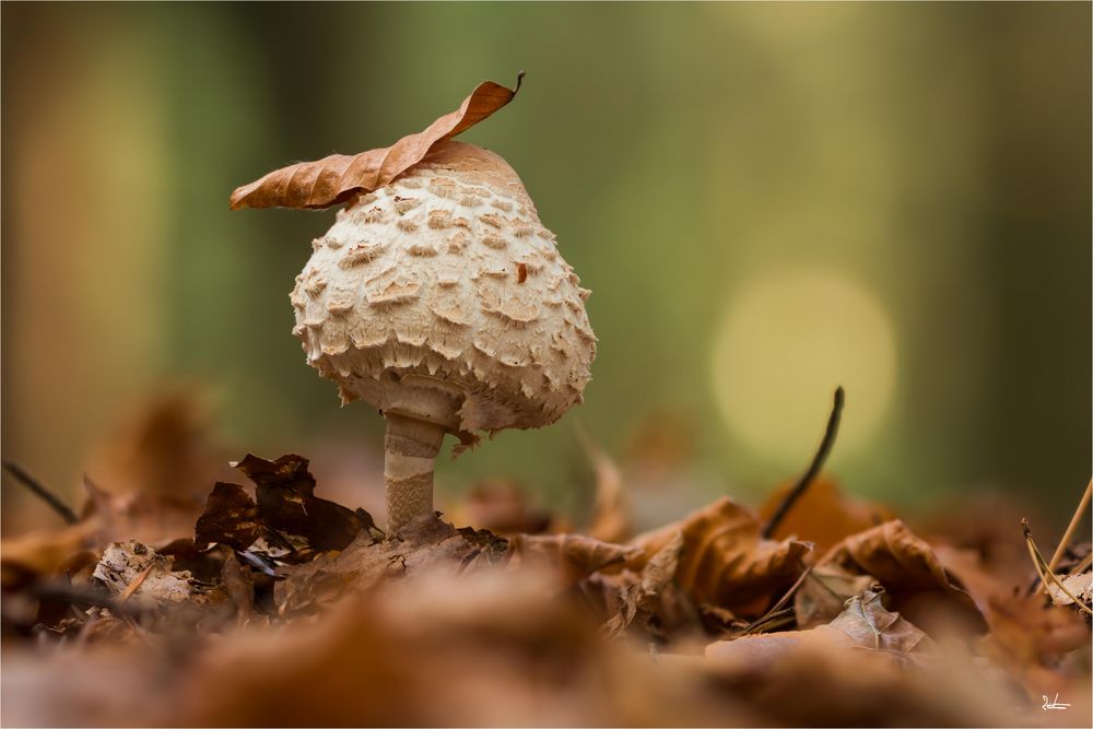 Parasol mit Hut