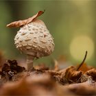 Parasol mit Hut