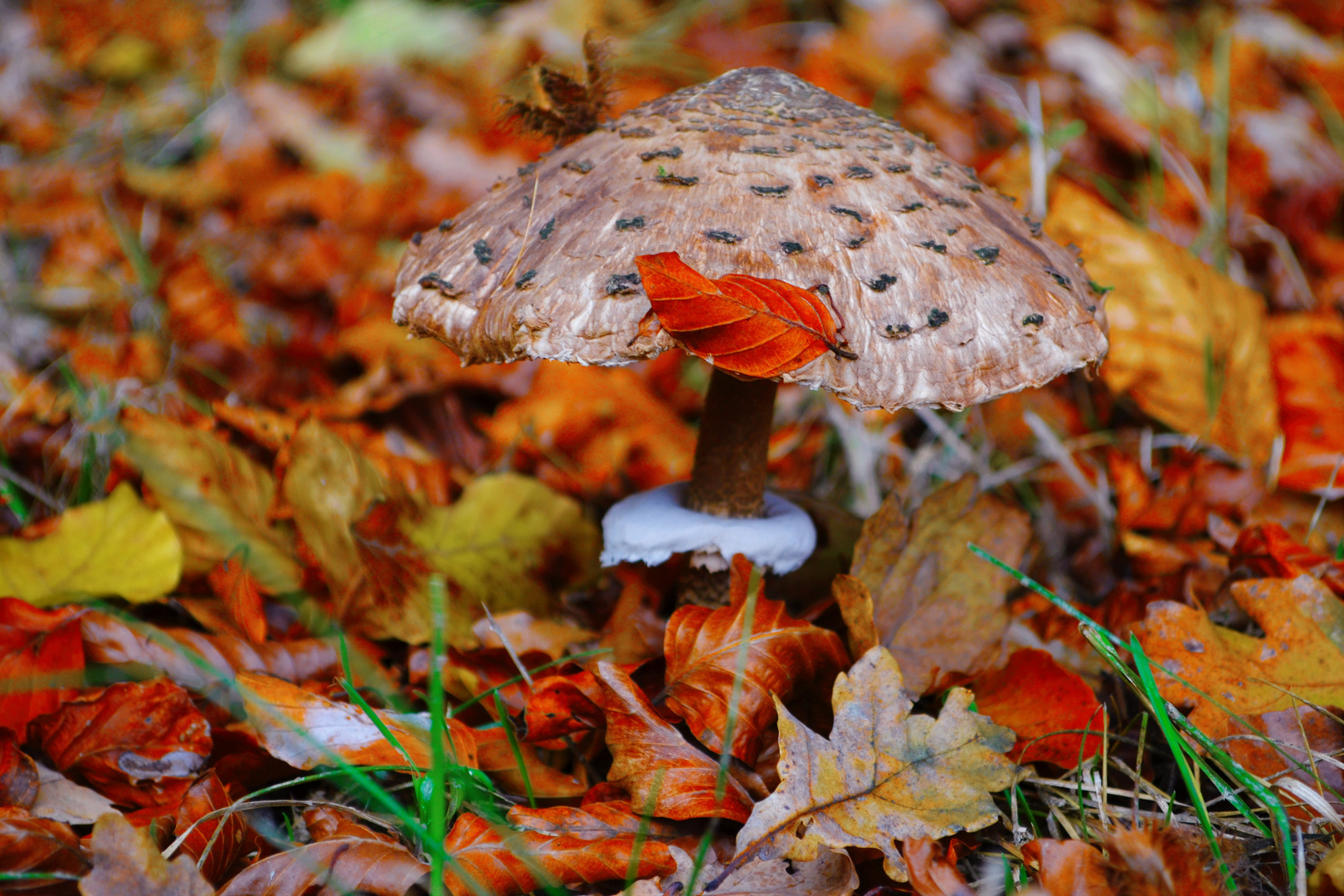 Parasol mit Winterröckchen 