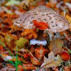 Parasol mit Winterröckchen 