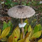 Parasol-Pilz