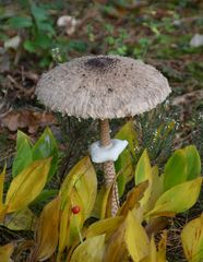 Parasol-Pilz