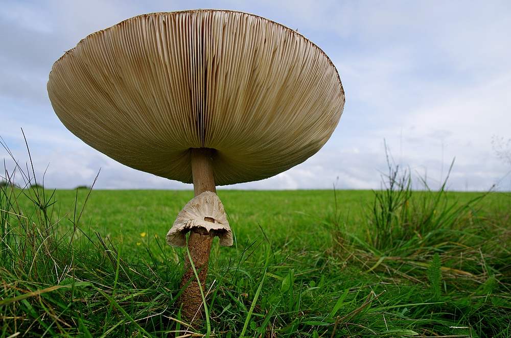 Parasol-Pilz