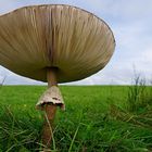 Parasol-Pilz