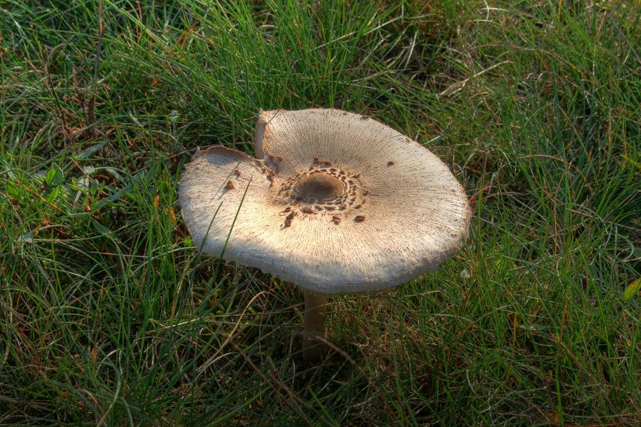 Parasol-Pilz