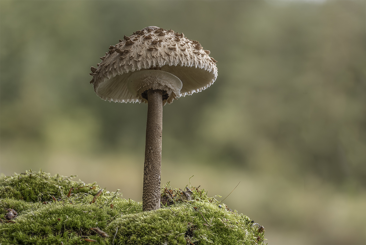 Parasol - Pilz