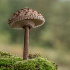 Parasol - Pilz