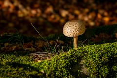 Parasol (Riesenschirmling) 01
