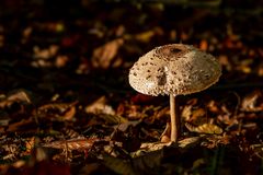 Parasol (Riesenschirmling) 02
