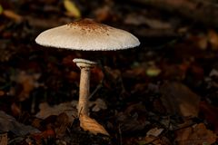Parasol (Riesenschirmling) 03
