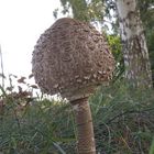 Parasol (Riesenschirmling) - Macrolepiota procera