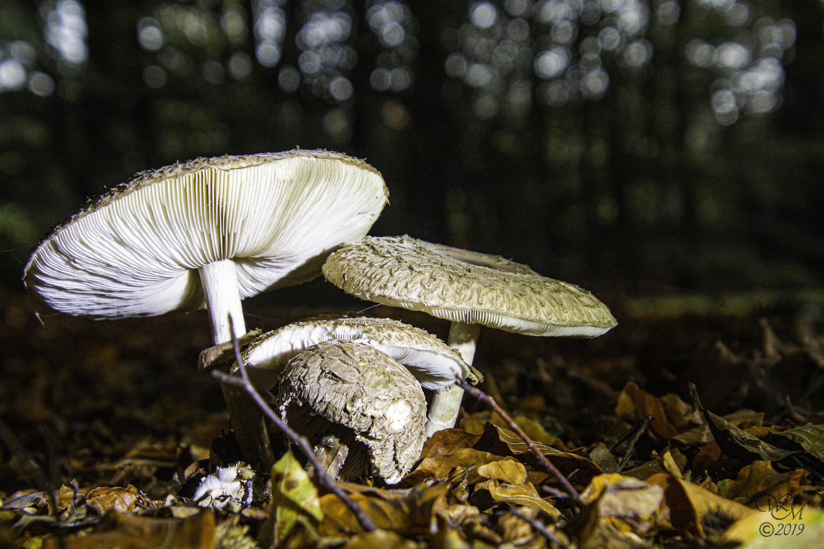 Parasol / Riesenschirmpilz