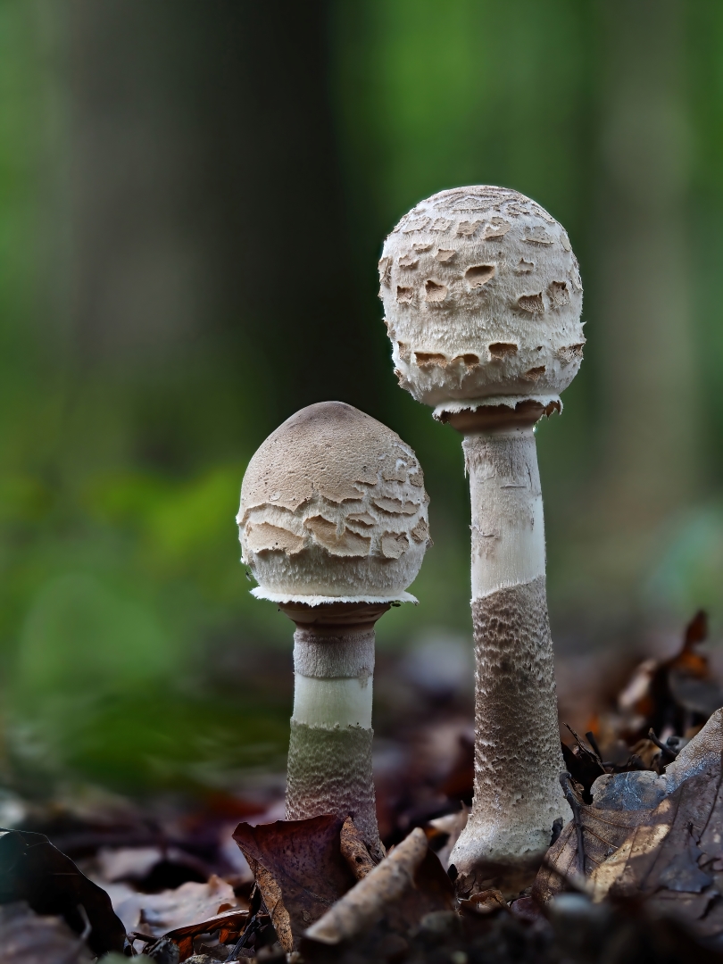  Parasol, Riesenschirmpilz (Macrolepiota procera)