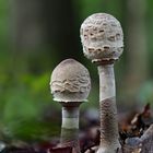  Parasol, Riesenschirmpilz (Macrolepiota procera)