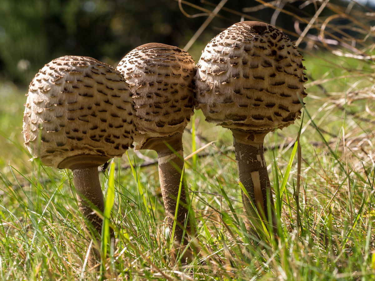 Parasol Trio